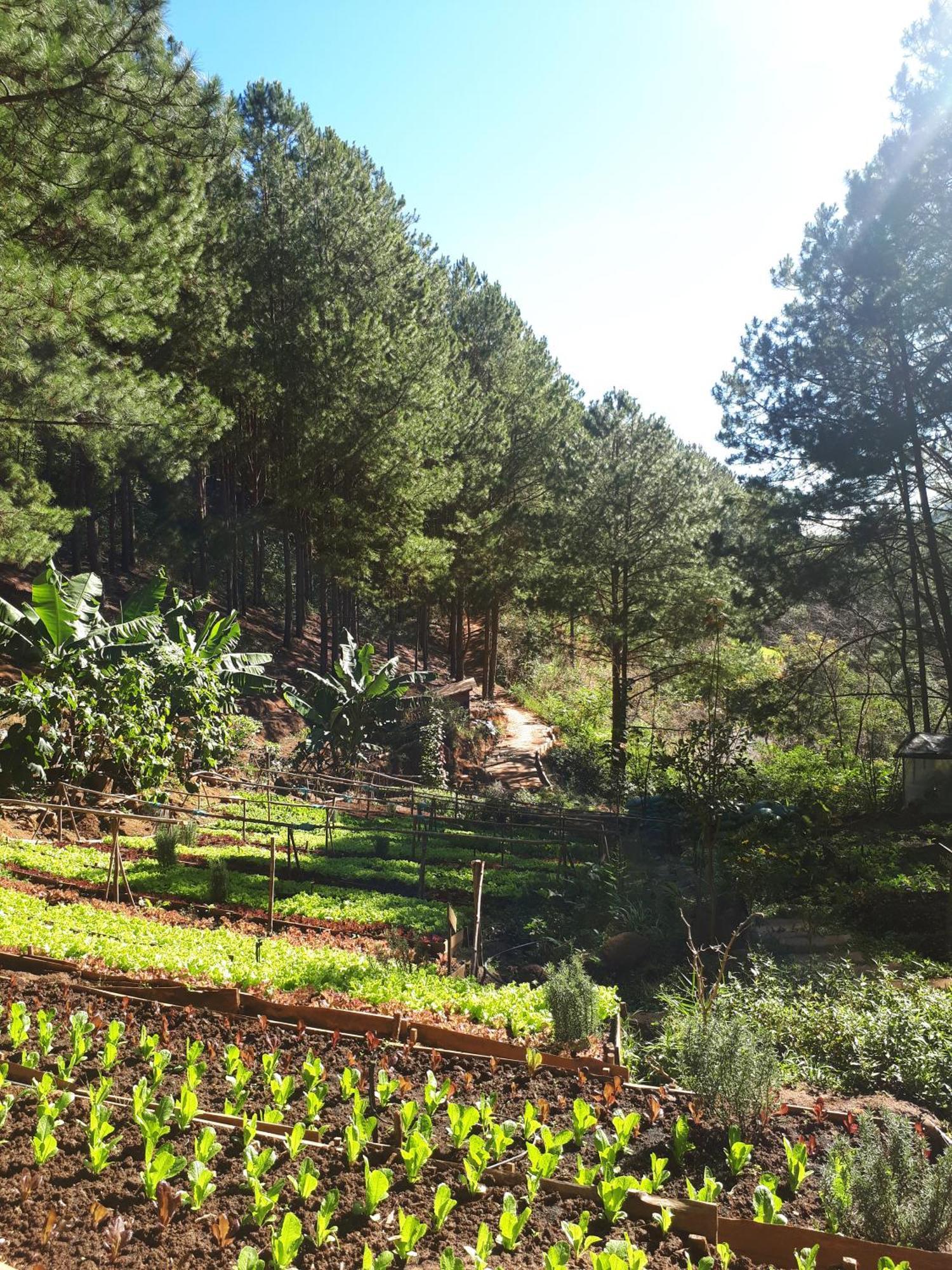 Mo Stay - Forest Resort Dalat Bagian luar foto